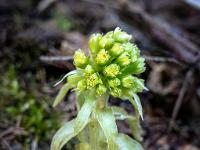 Pestwurz sprießt aus dem Waldboden